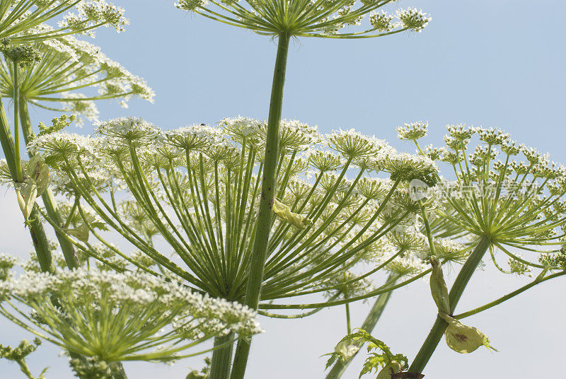 大猪草(Heracleum manteggazzianum)对着蓝天